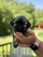 Maisie, a female Shihpoo for sale in Alum Bank, PA – 1 of 2