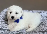 Lenny, a male Bichon Frise for sale in Alum Bank, PA – 2 of 6