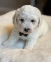 Cream Puff, a male Poochon for sale in Alum Bank, PA – 5 of 5