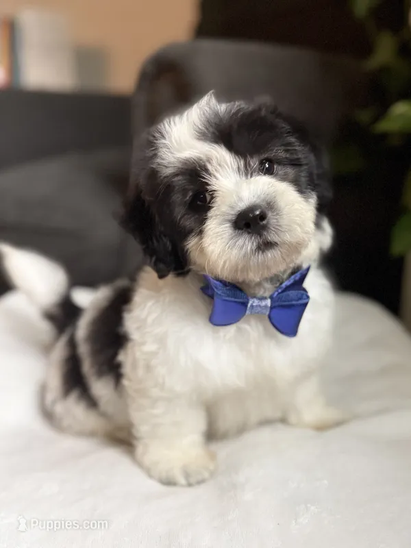 Frankie – Shichon puppy for sale in Alum Bank, PA