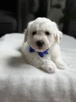 Lucky , a male Bichon Frise for sale in Alum Bank, PA – Photo 5 of 6