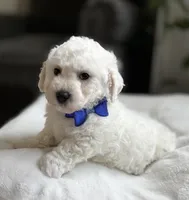 Lucky , a male Bichon Frise for sale in Alum Bank, PA – Photo 4 of 6