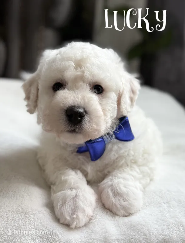 Lucky  – Bichon Frise puppy for sale in Alum Bank, PA