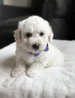 Lucky , a male Bichon Frise for sale in Alum Bank, PA – Photo 2 of 6