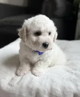 Lucky , a male Bichon Frise for sale in Alum Bank, PA – Photo 6 of 6