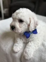 Lucky , a male Bichon Frise for sale in Alum Bank, PA – Photo 3 of 6