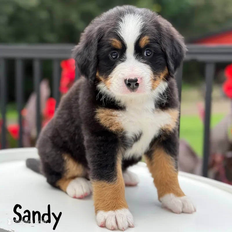 Sandy  – Bernese Mountain Dog puppy for sale in Alum Bank, PA
