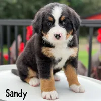 Sandy , a female Bernese Mountain Dog for sale in Alum Bank, PA – 1 of 2
