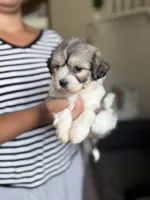 Cora, a female Shichon for sale in Alum Bank, PA – 3 of 5