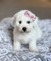 Lacey, a female Bichon Frise for sale in Alum Bank, PA – 5 of 6