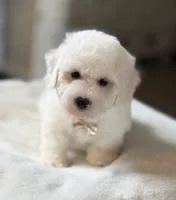 Cream Puff-Ready to Go Now!, a male Poochon for sale in Alum Bank, PA – 3 of 6
