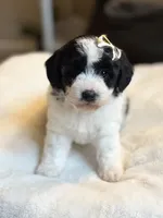 Muffin, a female Poochon for sale in Alum Bank, PA – 4 of 5