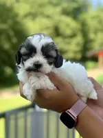 Mico, a male Shihpoo for sale in Alum Bank, PA – 2 of 4