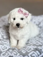 Lacey, a female Bichon Frise for sale in Alum Bank, PA – 6 of 6