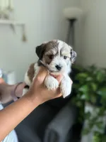 Elmo, a male Shichon for sale in Alum Bank, PA – 7 of 7