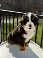 Mercury, a male Bernese Mountain Dog for sale in Alum Bank, PA – Photo 4 of 4