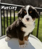Mercury, a male Bernese Mountain Dog for sale in Alum Bank, PA – Photo 2 of 4