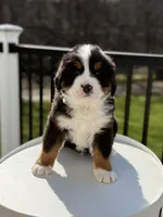 Mercury, a male Bernese Mountain Dog for sale in Alum Bank, PA – Photo 3 of 4
