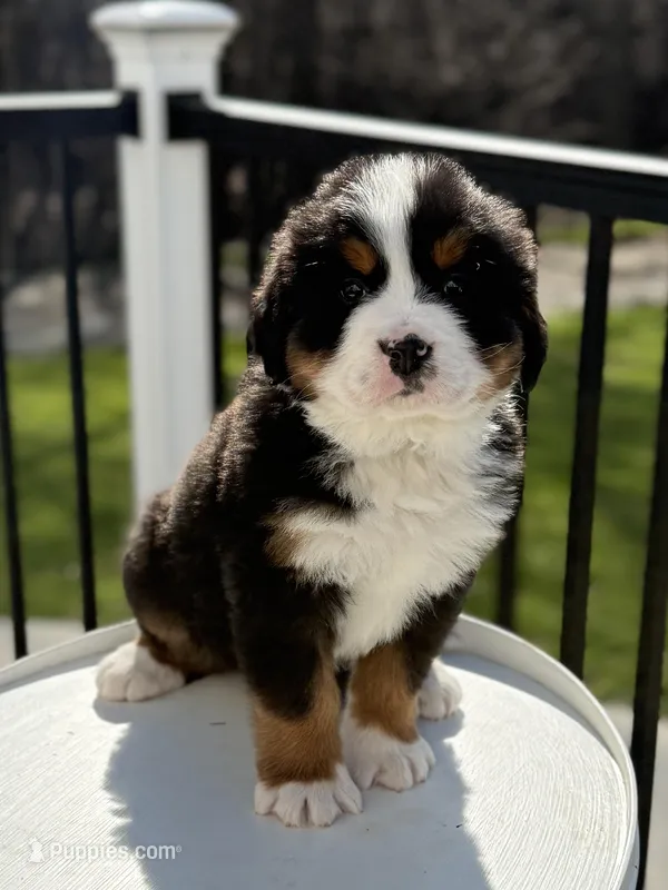 Mercury – Bernese Mountain Dog puppy for sale in Alum Bank, PA