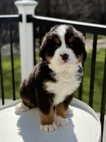 Mercury, a male Bernese Mountain Dog for sale in Alum Bank, PA – Photo 1 of 4