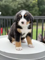 Sandy , a female Bernese Mountain Dog for sale in Alum Bank, PA – 2 of 2