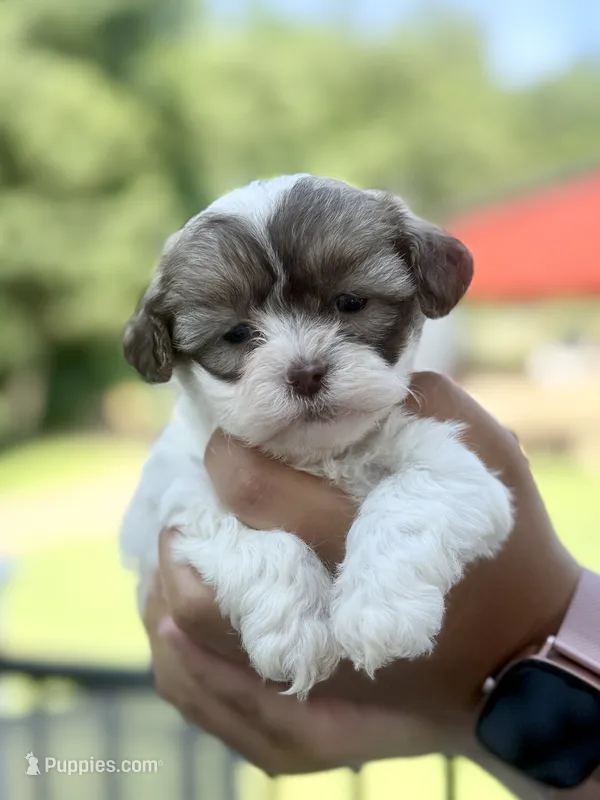 Tara  – Shihpoo puppy for sale in Alum Bank, PA