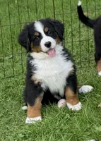 Sunny- Ready to go NOW!, a female Bernese Mountain Dog for sale in Alum Bank, PA – 2 of 4