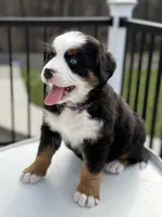 Venus, a female Bernese Mountain Dog for sale in Alum Bank, PA – Photo 2 of 5