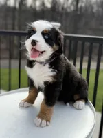 Venus, a female Bernese Mountain Dog for sale in Alum Bank, PA – Photo 5 of 5