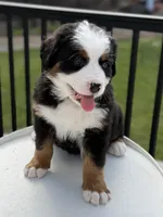 Venus, a female Bernese Mountain Dog for sale in Alum Bank, PA – Photo 3 of 5