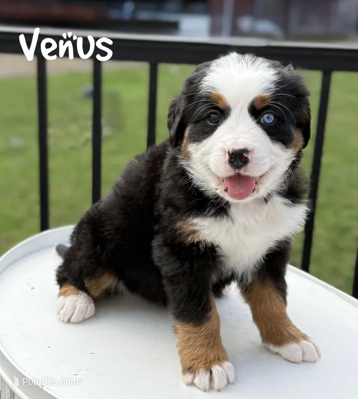 Venus, a female Bernese Mountain Dog for sale in Alum Bank, PA – Photo 1 of 5