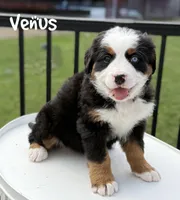 Venus, a female Bernese Mountain Dog for sale in Alum Bank, PA – Photo 1 of 5