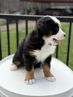 Venus, a female Bernese Mountain Dog for sale in Alum Bank, PA – Photo 4 of 5