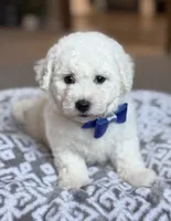 Lenny, a male Bichon Frise for sale in Alum Bank, PA – 3 of 6
