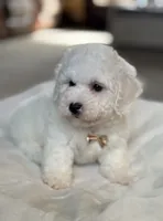 Cream Puff-Ready to Go Now!, a male Poochon for sale in Alum Bank, PA – 2 of 6