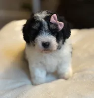 Cupcake, a female Poochon for sale in Alum Bank, PA – 2 of 4