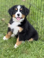 Sandy- Ready to go NOW!, a female Bernese Mountain Dog for sale in Alum Bank, PA – 2 of 5