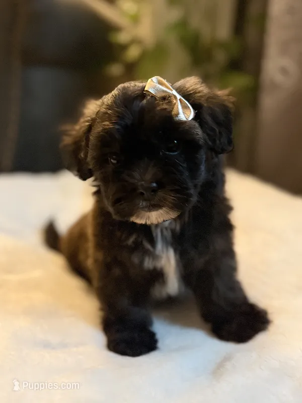 Bonnie – Shichon puppy for sale in Alum Bank, PA