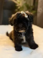 Bonnie, a female Shichon for sale in Alum Bank, PA – 1 of 7