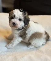 Brownie, a female Poochon for sale in Alum Bank, PA – 2 of 7