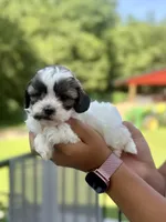 Mico, a male Shihpoo for sale in Alum Bank, PA – 3 of 4
