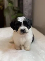 Gus, a male Shichon for sale in Alum Bank, PA – 3 of 6