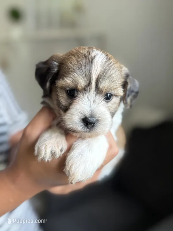 Elmo – Shichon puppy for sale in Alum Bank, PA