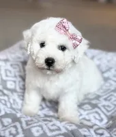 Lacey, a female Bichon Frise for sale in Alum Bank, PA – 2 of 6