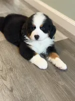 Goose, a male Bernese Mountain Dog for sale in Alum Bank, PA – 2 of 2