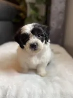 Frankie, a male Shichon for sale in Alum Bank, PA – 1 of 6