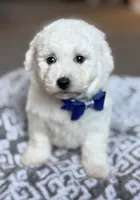 Lenny, a male Bichon Frise for sale in Alum Bank, PA – 1 of 6