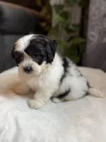 Frankie, a male Shichon for sale in Alum Bank, PA – 3 of 6