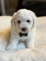 Cream Puff, a male Poochon for sale in Alum Bank, PA – 3 of 5