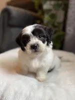 Frankie, a male Shichon for sale in Alum Bank, PA – 4 of 6